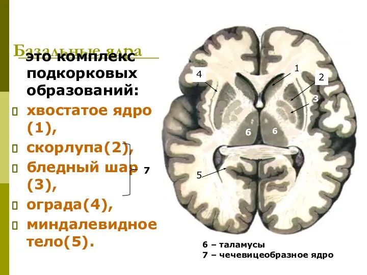 Базальные ядра это комплекс подкорковых образований: хвостатое ядро(1), скорлупа(2), бледный шар(3),