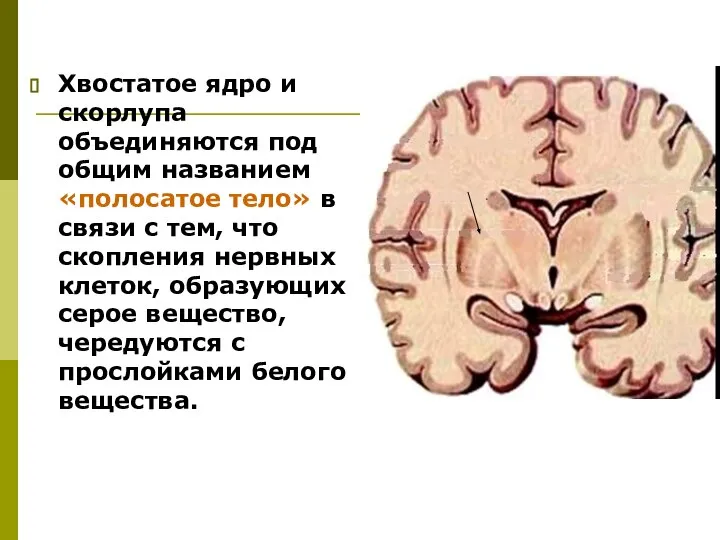 Хвостатое ядро и скорлупа объединяются под общим названием «полосатое тело» в