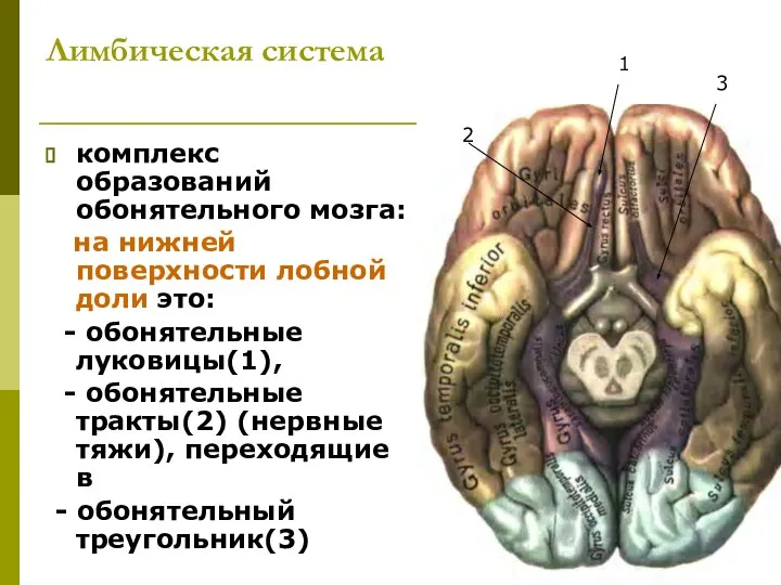 Лимбическая система комплекс образований обонятельного мозга: на нижней поверхности лобной доли