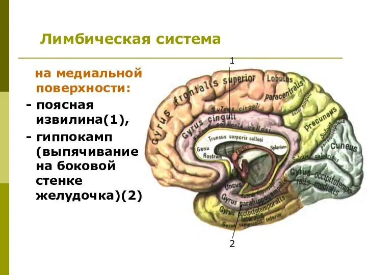 на медиальной поверхности: - поясная извилина(1), - гиппокамп (выпячивание на боковой