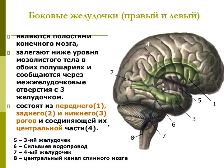 Боковые желудочки (правый и левый) являются полостями конечного мозга, залегают ниже