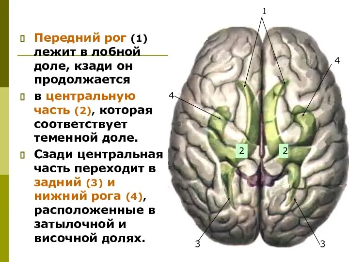 Передний рог (1) лежит в лобной доле, кзади он продолжается в