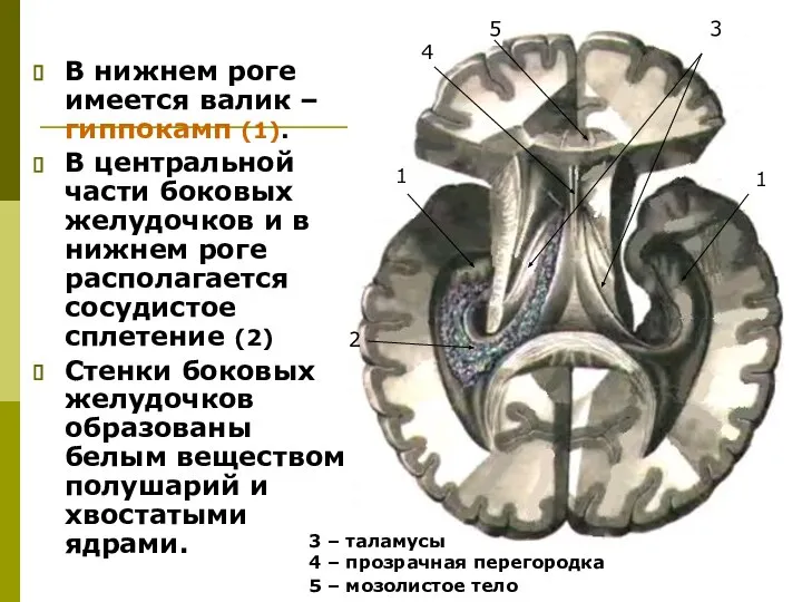 В нижнем роге имеется валик – гиппокамп (1). В центральной части