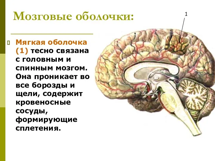 Мозговые оболочки: Мягкая оболочка (1) тесно связана с головным и спинным