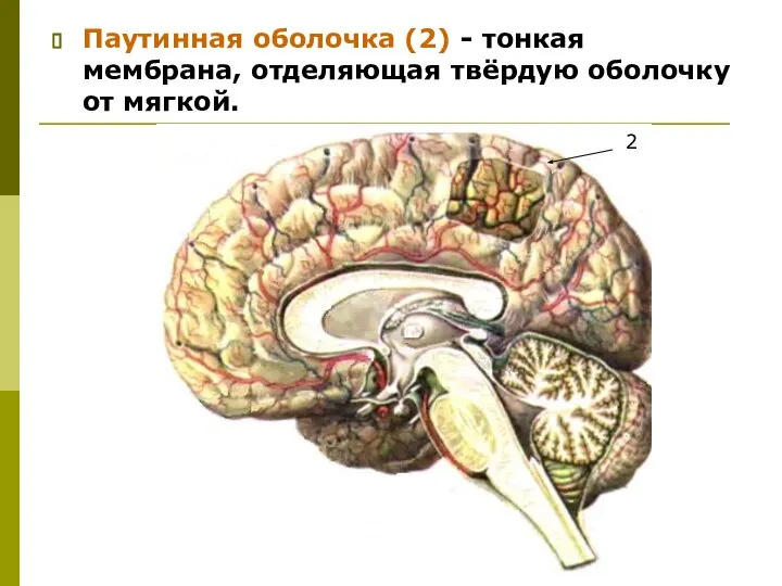 Паутинная оболочка (2) - тонкая мембрана, отделяющая твёрдую оболочку от мягкой. 2