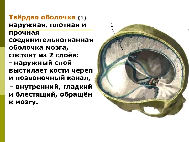 Твёрдая оболочка (1)– наружная, плотная и прочная соединительнотканная оболочка мозга, состоит