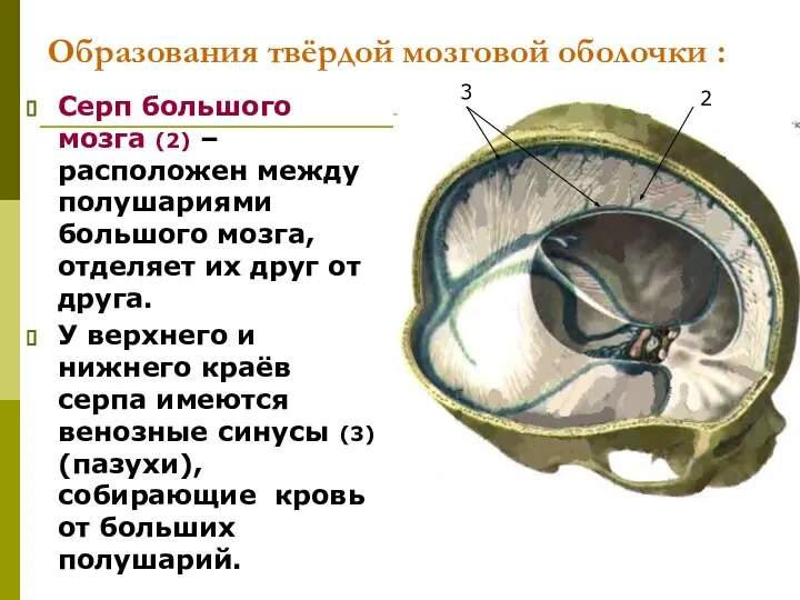 Образования твёрдой мозговой оболочки : Серп большого мозга (2) –расположен между