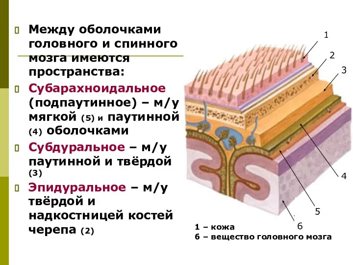 Между оболочками головного и спинного мозга имеются пространства: Субарахноидальное (подпаутинное) –