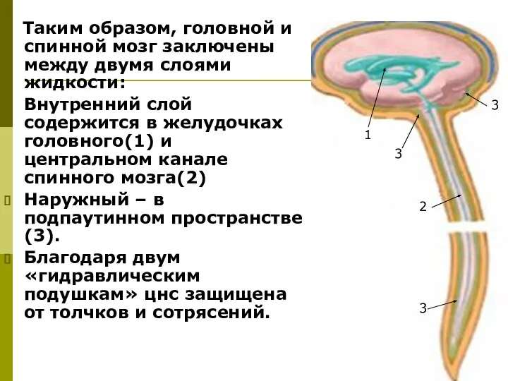 Таким образом, головной и спинной мозг заключены между двумя слоями жидкости: