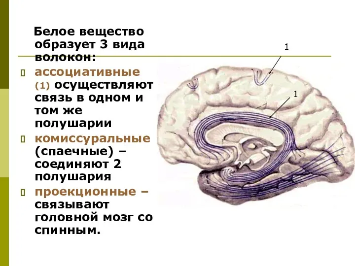 Белое вещество образует 3 вида волокон: ассоциативные (1) осуществляют связь в