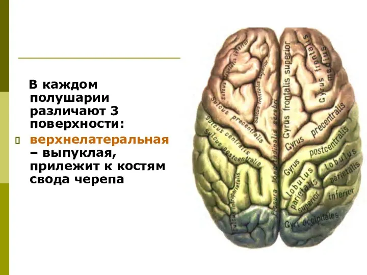 В каждом полушарии различают 3 поверхности: верхнелатеральная– выпуклая, прилежит к костям свода черепа