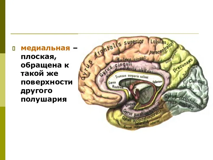 медиальная – плоская, обращена к такой же поверхности другого полушария