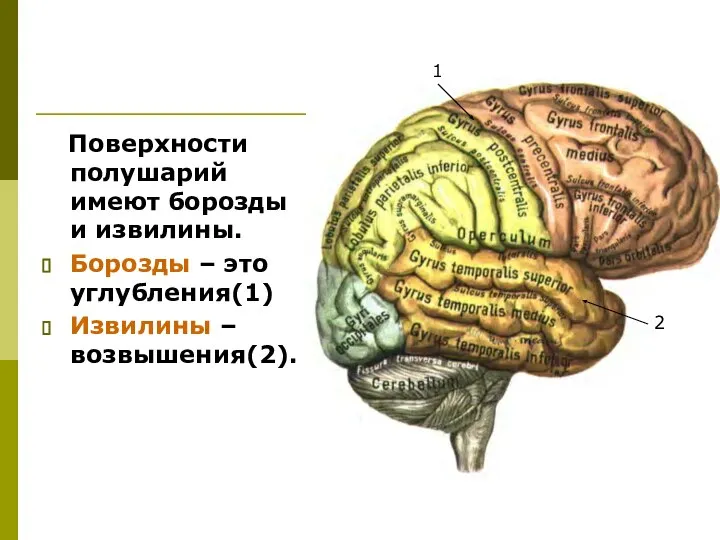 Поверхности полушарий имеют борозды и извилины. Борозды – это углубления(1) Извилины – возвышения(2). 1 2