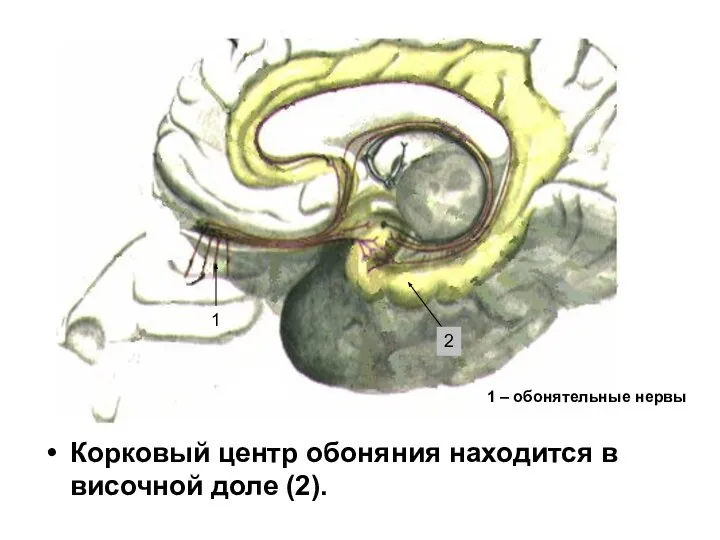 Корковый центр обоняния находится в височной доле (2). 1 2 1 – обонятельные нервы