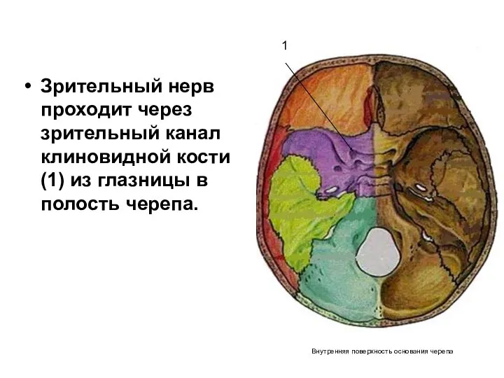 Зрительный нерв проходит через зрительный канал клиновидной кости(1) из глазницы в