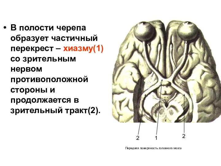 В полости черепа образует частичный перекрест – хиазму(1) со зрительным нервом