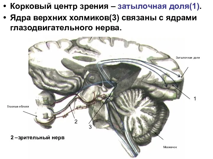 Корковый центр зрения – затылочная доля(1). Ядра верхних холмиков(3) связаны с