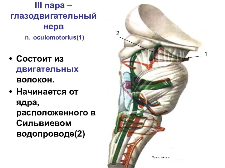 III пара – глазодвигательный нерв n. oculomotorius(1) Состоит из двигательных волокон.