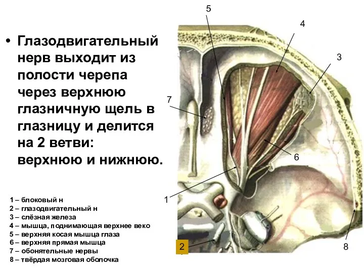 Глазодвигательный нерв выходит из полости черепа через верхнюю глазничную щель в