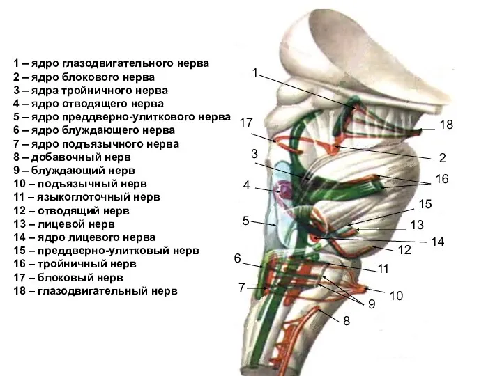 1 1 – ядро глазодвигательного нерва 2 – ядро блокового нерва