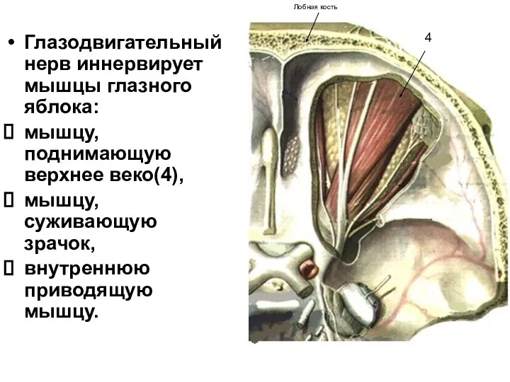 Глазодвигательный нерв иннервирует мышцы глазного яблока: мышцу, поднимающую верхнее веко(4), мышцу,