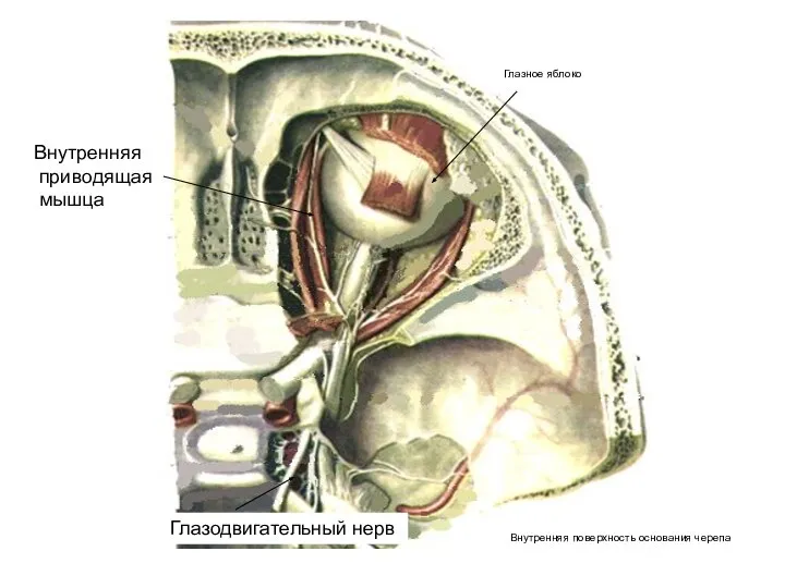 Глазодвигательный нерв Внутренняя приводящая мышца Глазное яблоко Внутренняя поверхность основания черепа