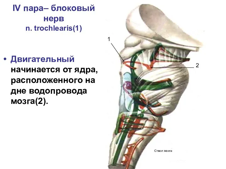 IV пара– блоковый нерв n. trochlearis(1) Двигательный начинается от ядра, расположенного