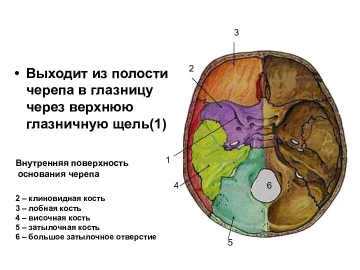 Выходит из полости черепа в глазницу через верхнюю глазничную щель(1) 1