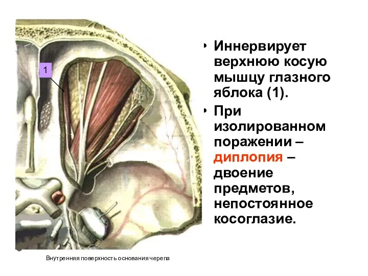 Иннервирует верхнюю косую мышцу глазного яблока (1). При изолированном поражении –