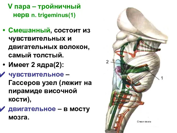 V пара – тройничный нерв n. trigeminus(1) Cмешанный, состоит из чувствительных