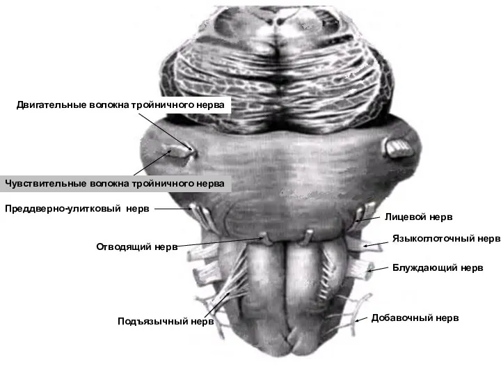 Лицевой нерв Преддверно-улитковый нерв Языкоглоточный нерв Блуждающий нерв Добавочный нерв Подъязычный