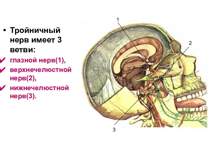 Тройничный нерв имеет 3 ветви: глазной нерв(1), верхнечелюстной нерв(2), нижнечелюстной нерв(3). 1 2 3