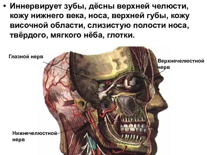 Иннервирует зубы, дёсны верхней челюсти, кожу нижнего века, носа, верхней губы,