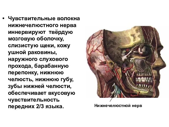 Чувствительные волокна нижнечелюстного нерва иннервируют твёрдую мозговую оболочку, слизистую щеки, кожу