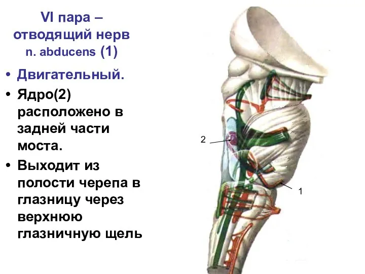 VI пара – отводящий нерв n. abducens (1) Двигательный. Ядро(2) расположено