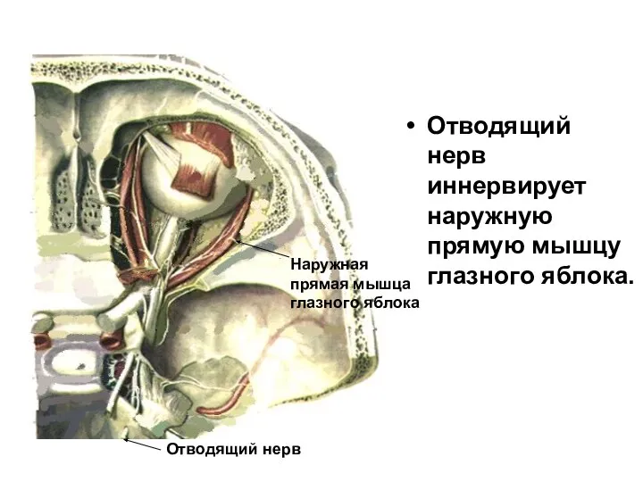 Отводящий нерв иннервирует наружную прямую мышцу глазного яблока. Отводящий нерв Наружная прямая мышца глазного яблока