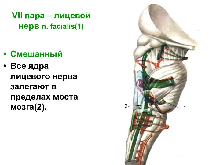 VII пара – лицевой нерв n. facialis(1) Смешанный Все ядра лицевого