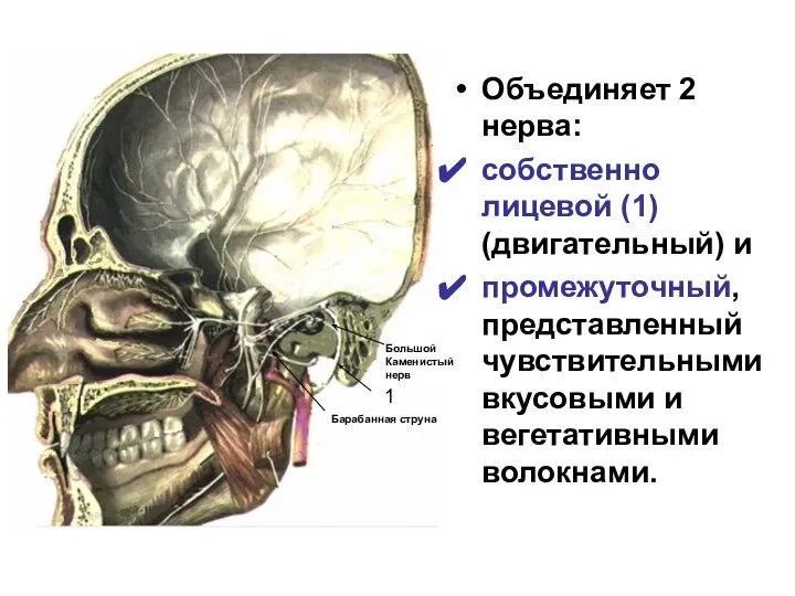 Объединяет 2 нерва: собственно лицевой (1) (двигательный) и промежуточный, представленный чувствительными