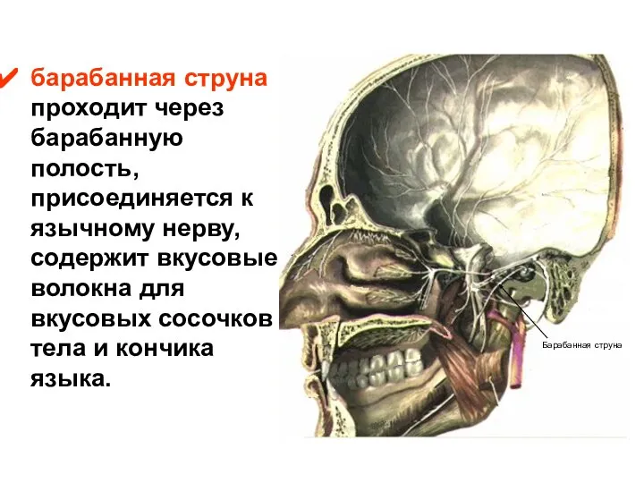 барабанная струна проходит через барабанную полость, присоединяется к язычному нерву, содержит