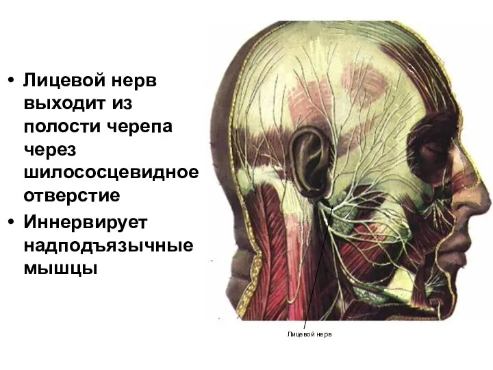 Лицевой нерв выходит из полости черепа через шилососцевидное отверстие Иннервирует надподъязычные мышцы Лицевой нерв