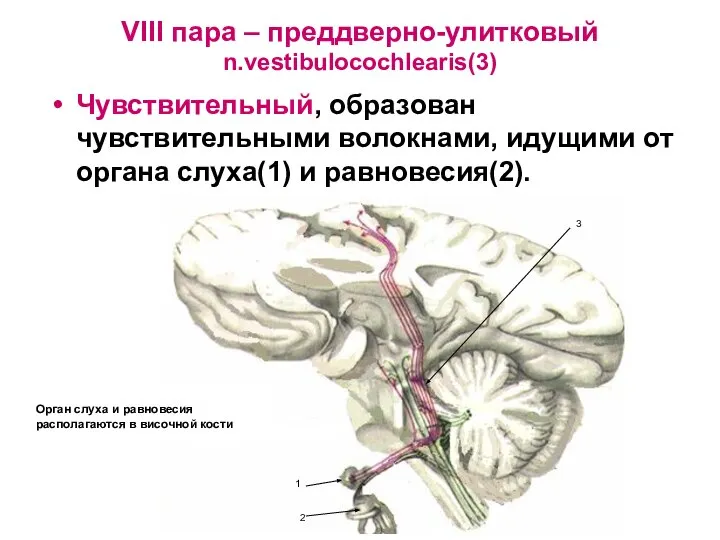 VIII пара – преддверно-улитковый n.vestibulocochlearis(3) Чувствительный, образован чувствительными волокнами, идущими от