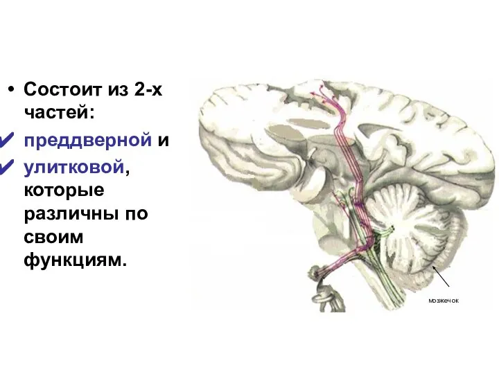 Состоит из 2-х частей: преддверной и улитковой, которые различны по своим функциям. мозжечок