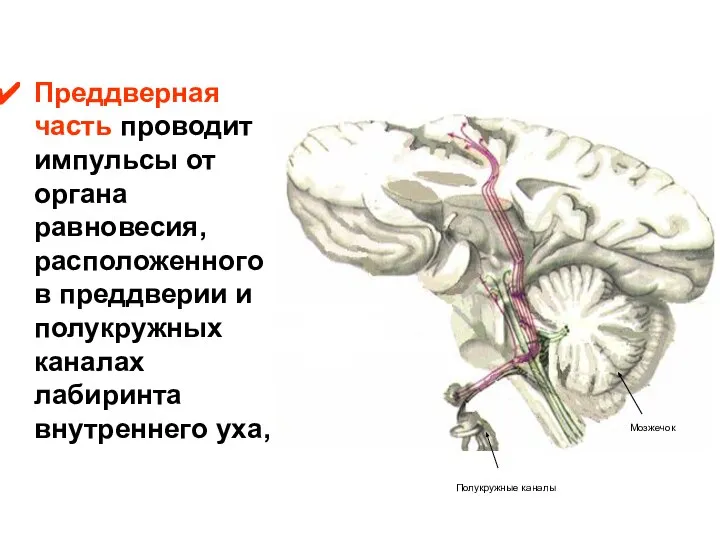 Преддверная часть проводит импульсы от органа равновесия, расположенного в преддверии и