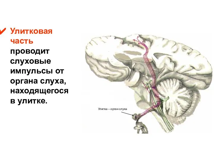 Улитковая часть проводит слуховые импульсы от органа слуха, находящегося в улитке. Улитка – орган слуха