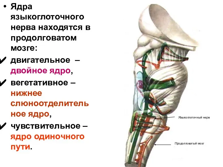 Ядра языкоглоточного нерва находятся в продолговатом мозге: двигательное – двойное ядро,