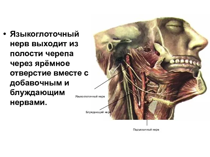 Языкоглоточный нерв выходит из полости черепа через ярёмное отверстие вместе с