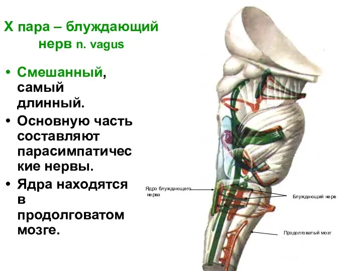 X пара – блуждающий нерв n. vagus Cмешанный, самый длинный. Основную