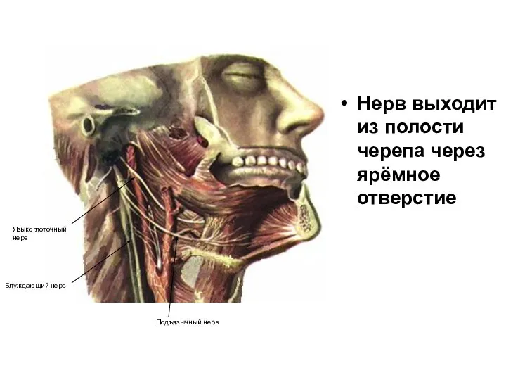 Нерв выходит из полости черепа через ярёмное отверстие Блуждающий нерв Подъязычный нерв Языкоглоточный нерв