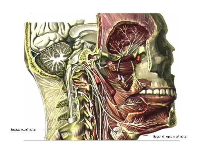 Верхний гортанный нерв Блуждающий нерв