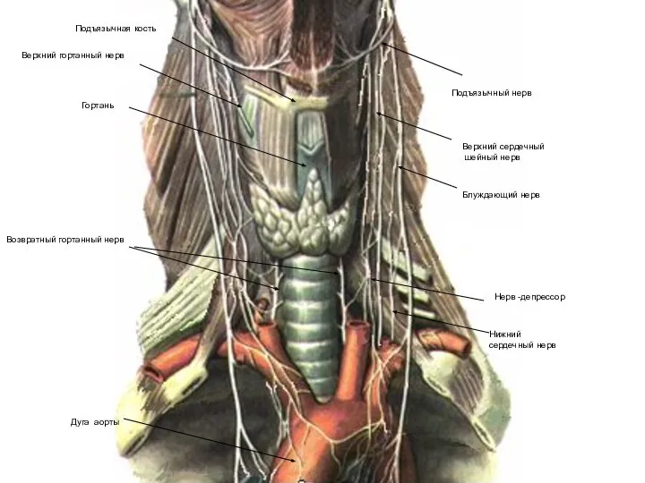 Подъязычный нерв Блуждающий нерв Нерв -депрессор Верхний гортанный нерв Возвратный гортанный